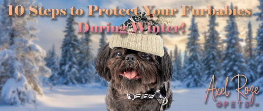 10 Steps to Protect Your Furbabies During Winter! - Axel Roze Pets